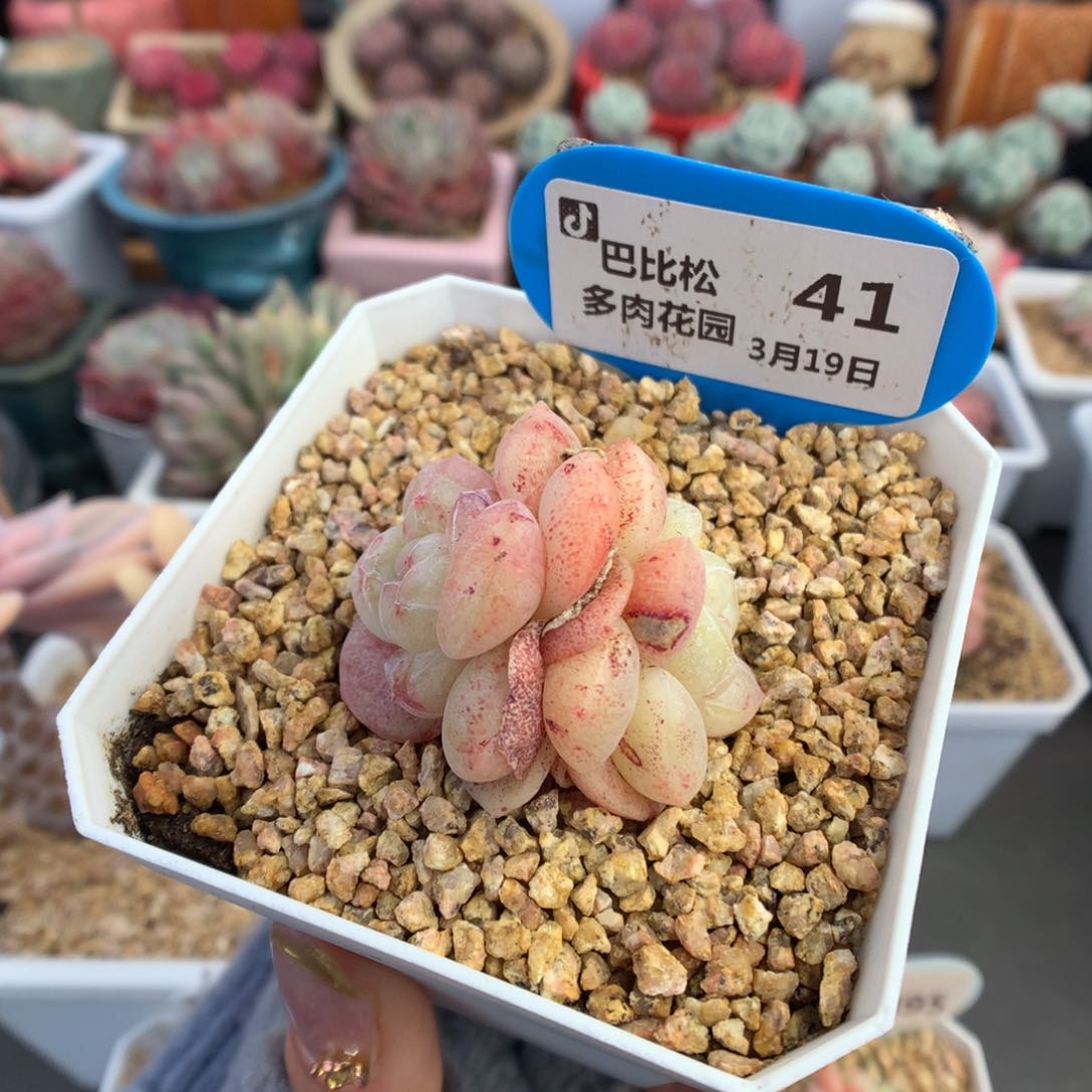 41双头异色冰玉石化多肉植物