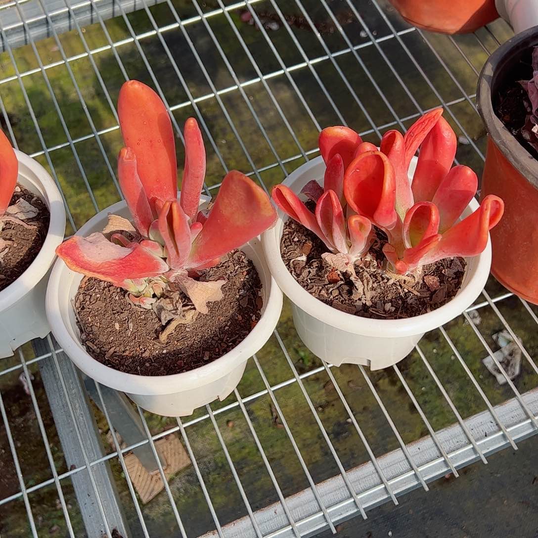 火狐狸小盆两盆多肉