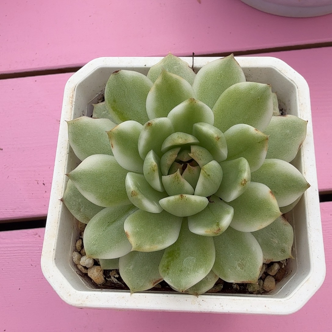 绿水晶锦多肉植物，