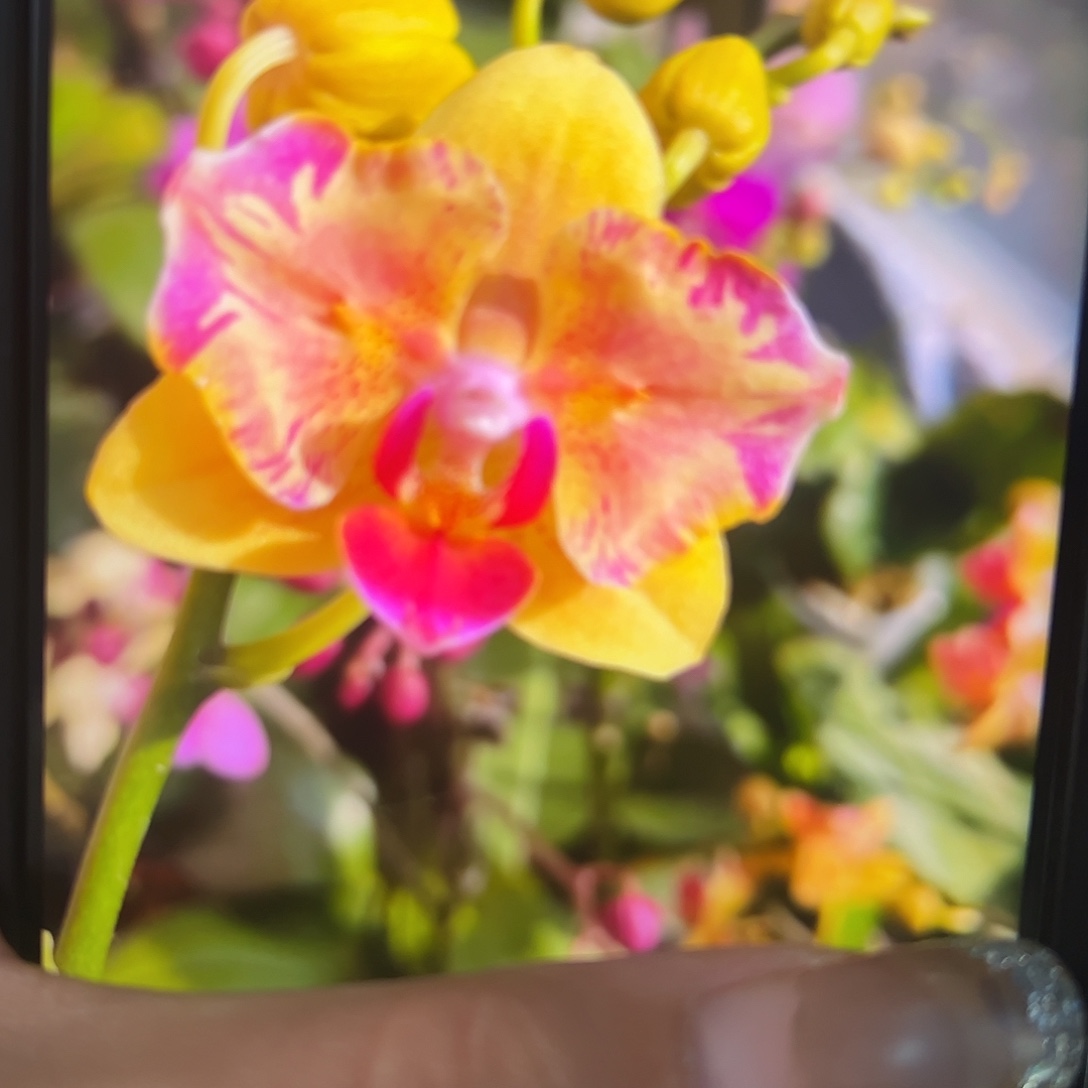 当前无花栽培后可以开花梦想成真1.7苗