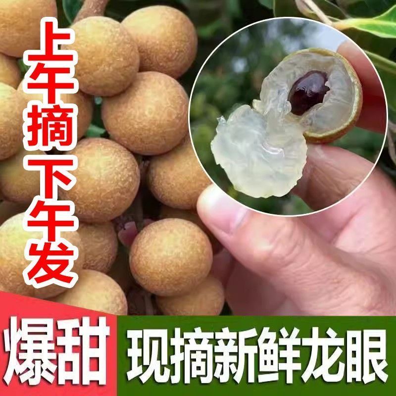 广西平南石峡龙眼百年果树新鲜现摘大果龙眼爆甜多汁肉厚当季水果