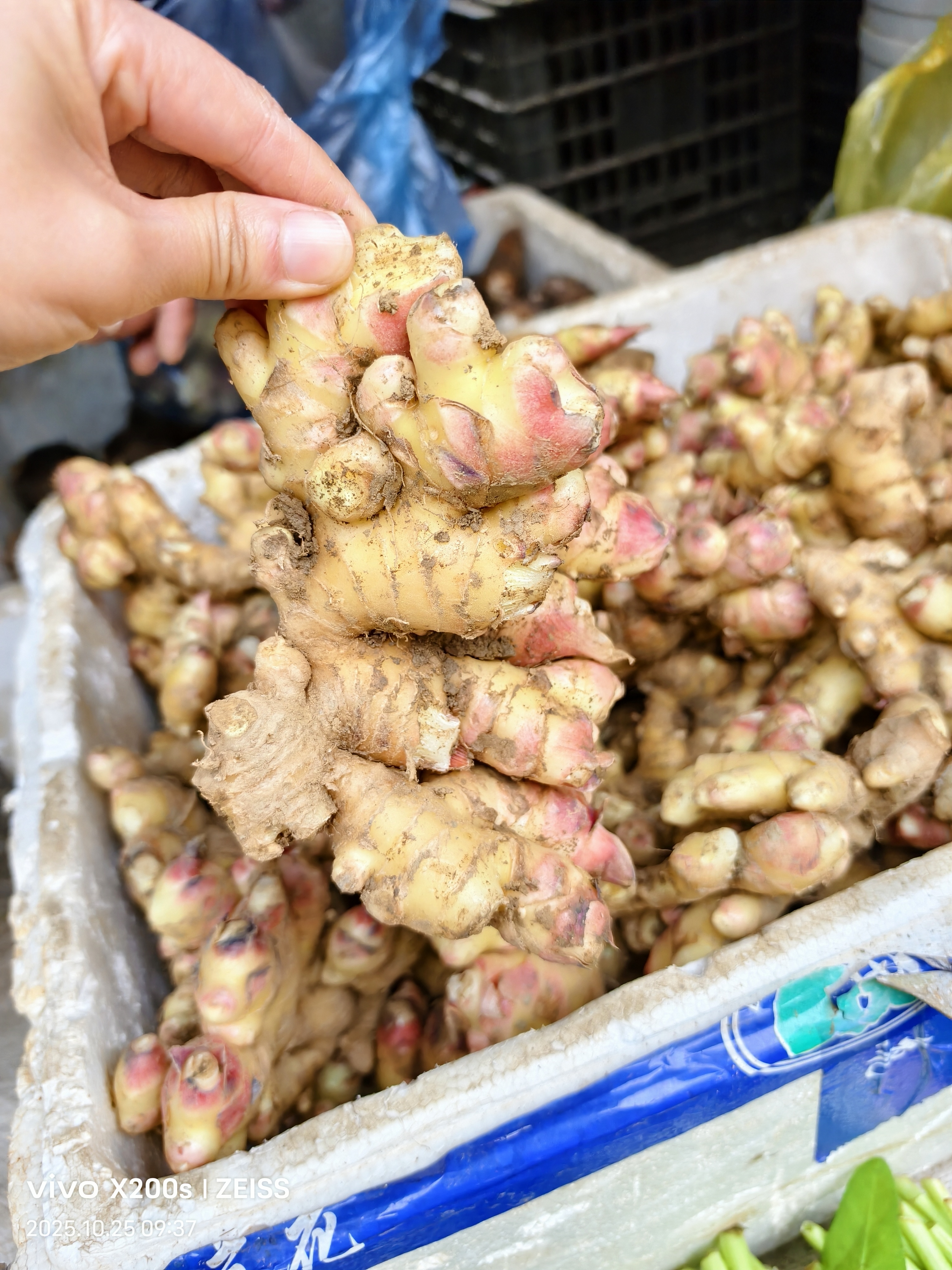 云南新鲜现挖小黄姜香味浓郁辛辣够味山地种植生姜