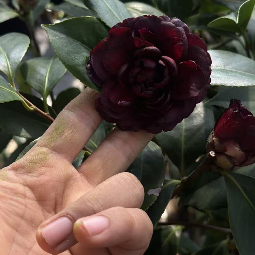 稀有茶花树苗黑仙白仙盆栽庭院地栽植物