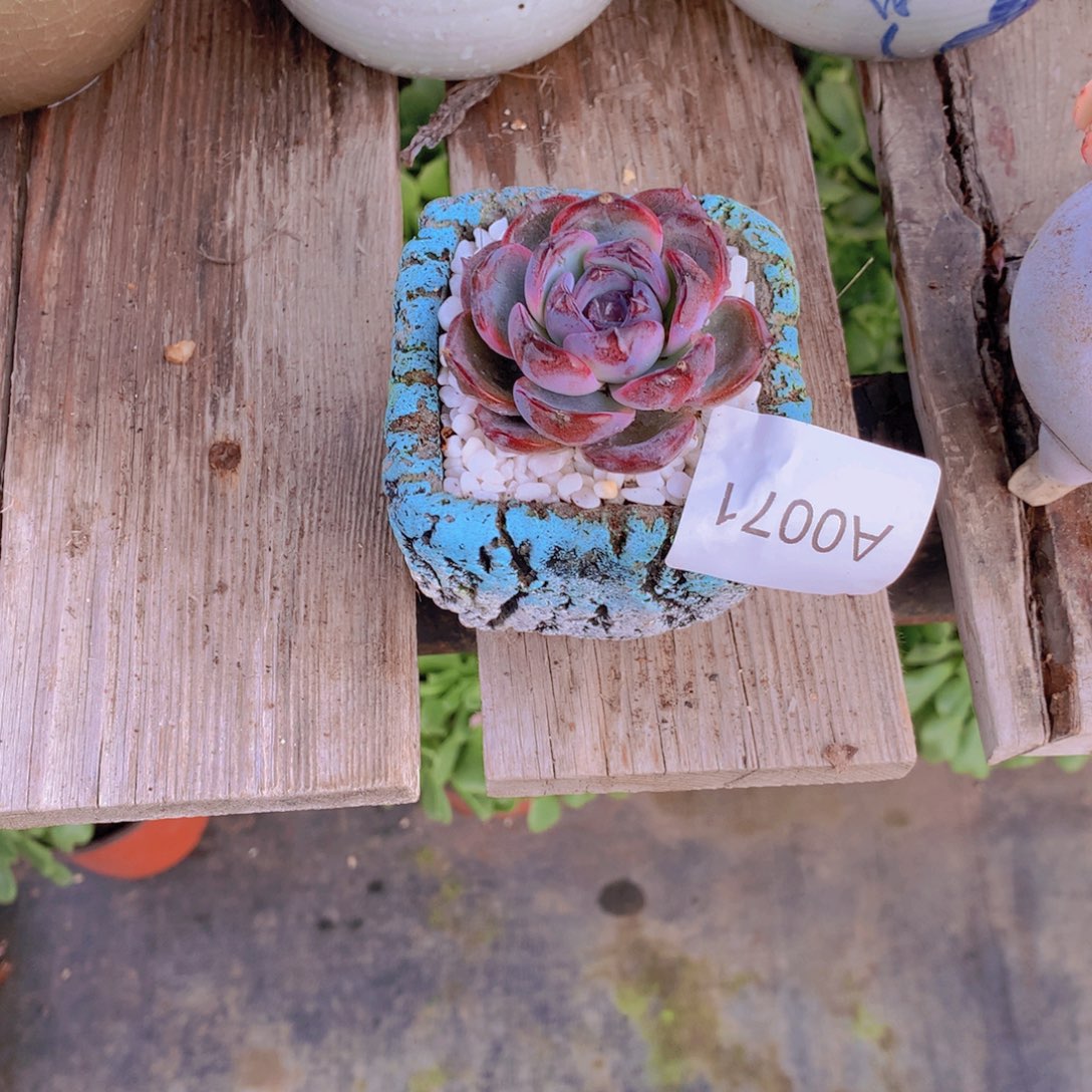 刘***业闪购多肉1棵a0071+花盆