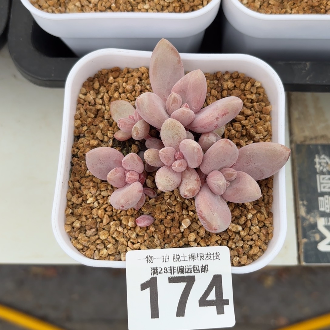 原始虞无盆土发货