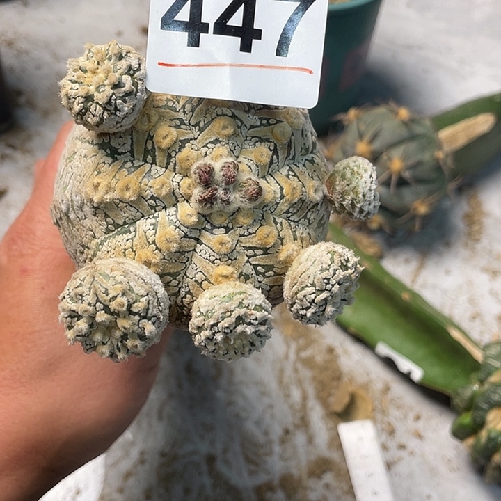 完全开放447！高脚兜