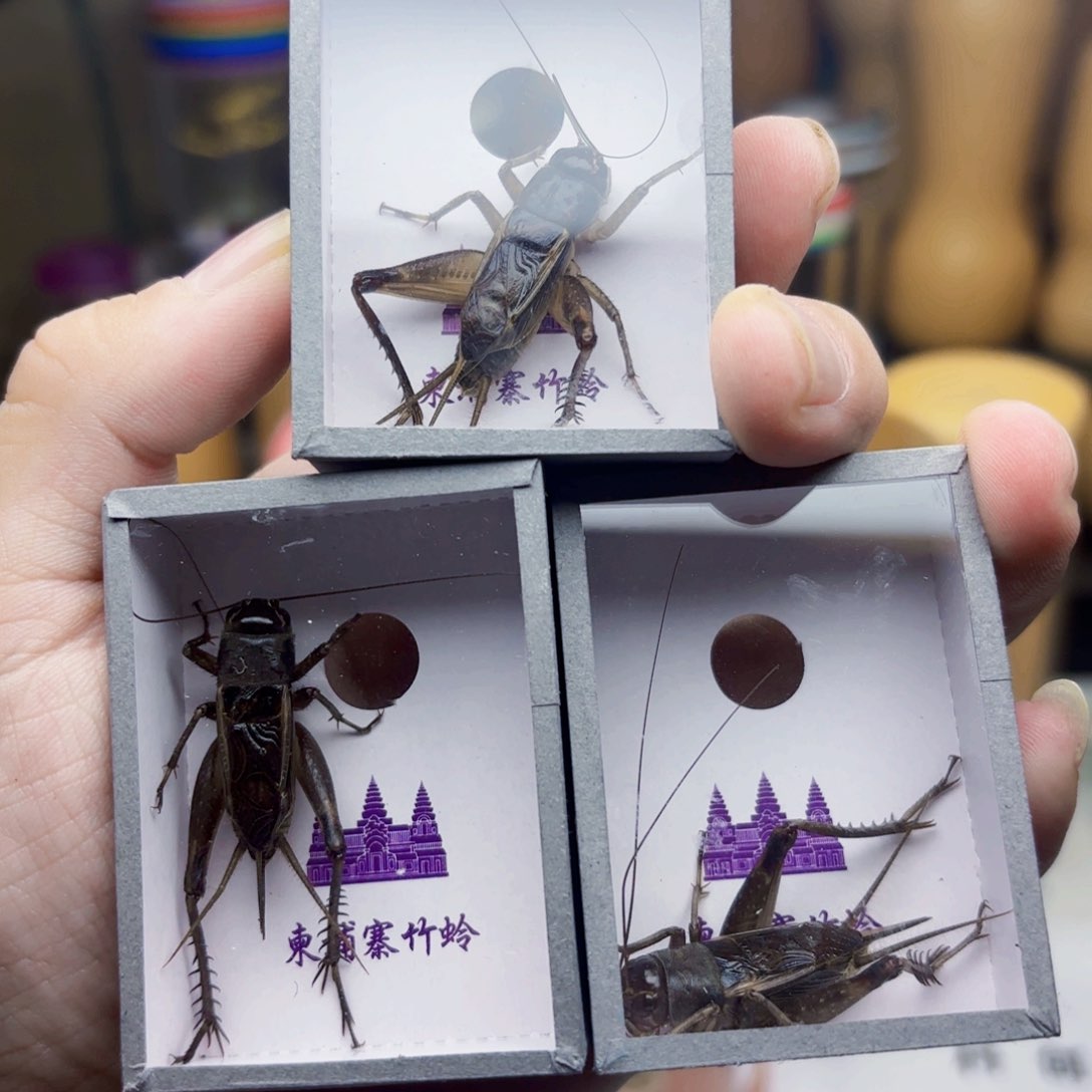 南油30米三条包邮到家