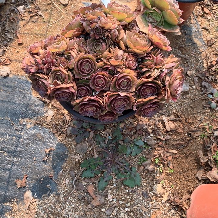 064万缀多肉植物