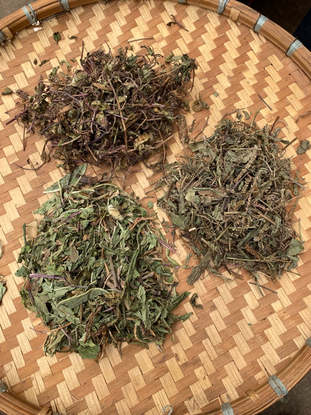 夏枯草➕蒲公英➕车前草【消～yan～王】