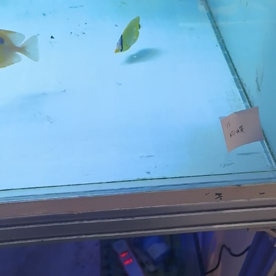 网蝶补差30元海水鱼