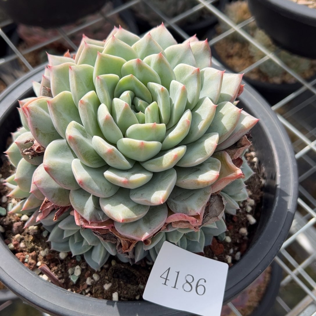 胖*4186肉肉肉肉肉肉肉肉