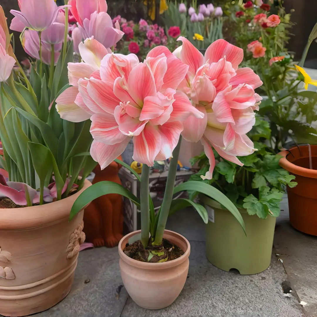 【荷兰进口】重瓣朱顶红种球懒人花卉四季好养活观赏室内外盆栽植物