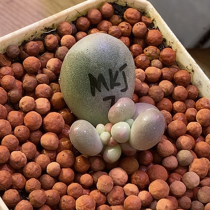 米可奶酪锦多肉植物