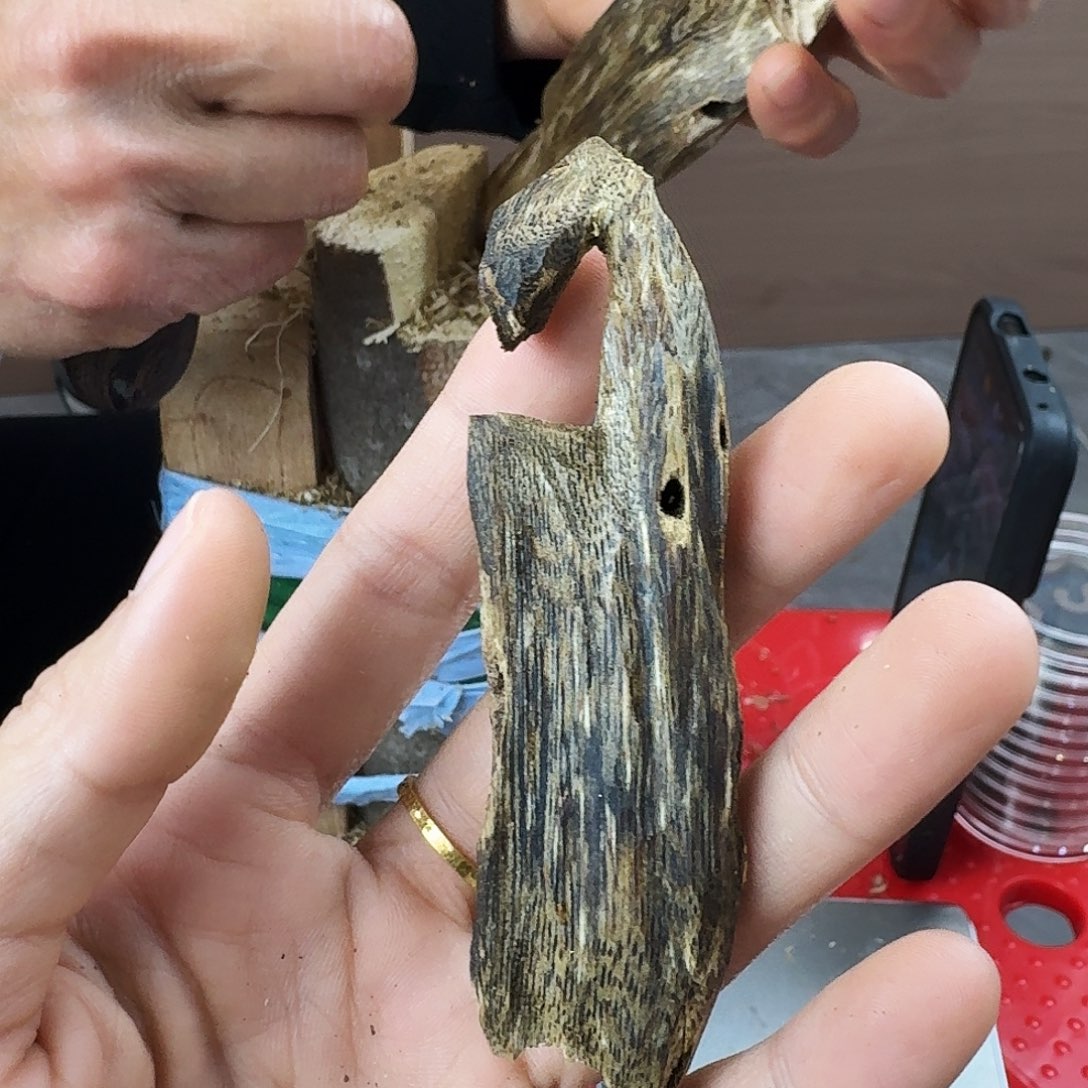香料绿奇楠虫漏16克