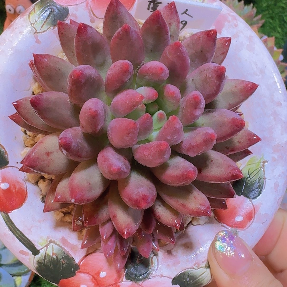 无花朵虞美人一物一拍
