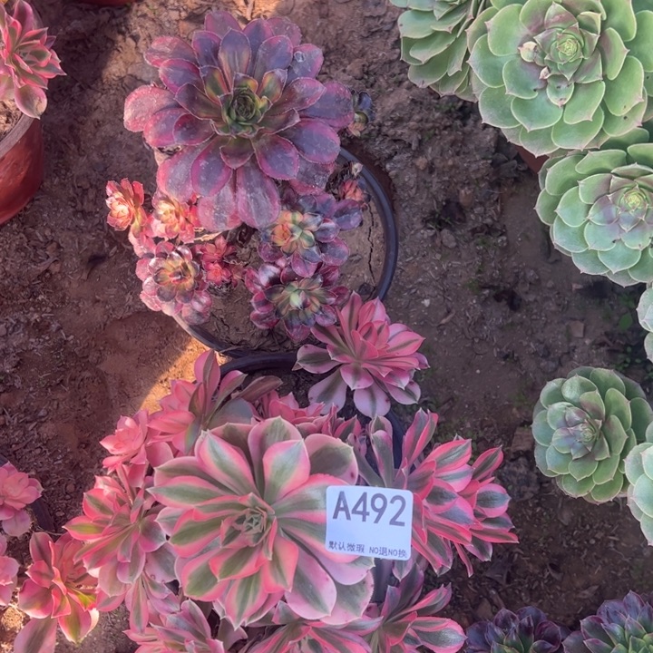 组合2颗多肉植物492.