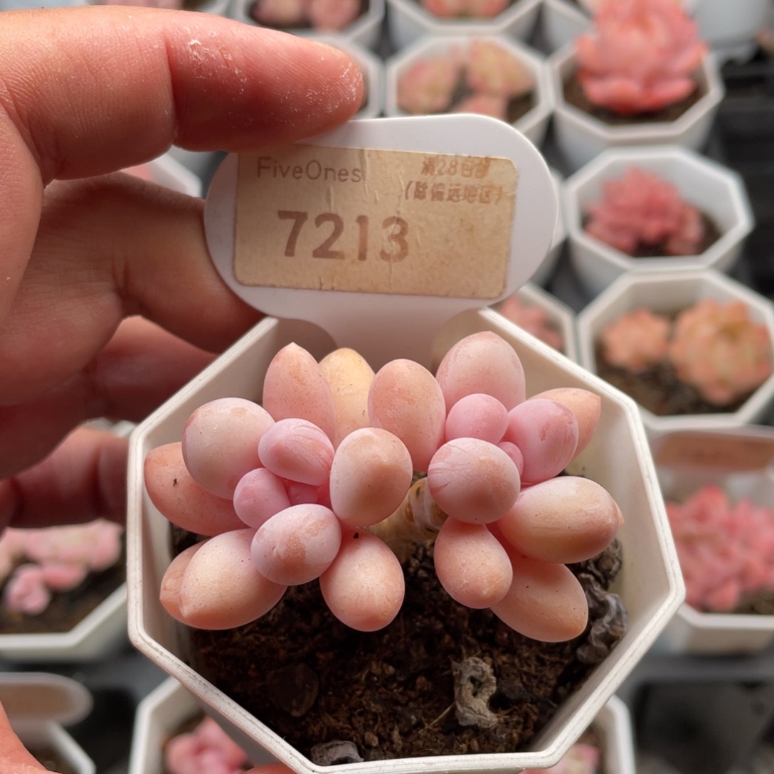 粉色恋人7213-6厘米