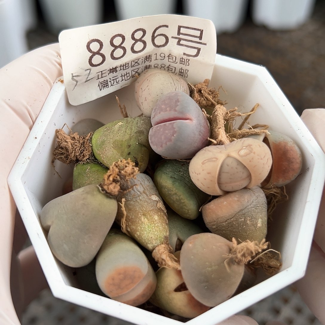 8886三年母本不同品种共52颗打包处理了