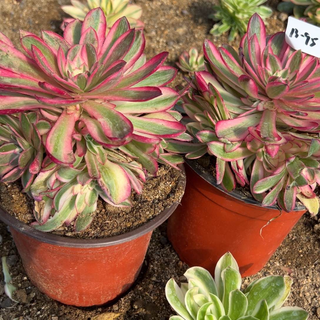 95荔枝多肉一颗量 38