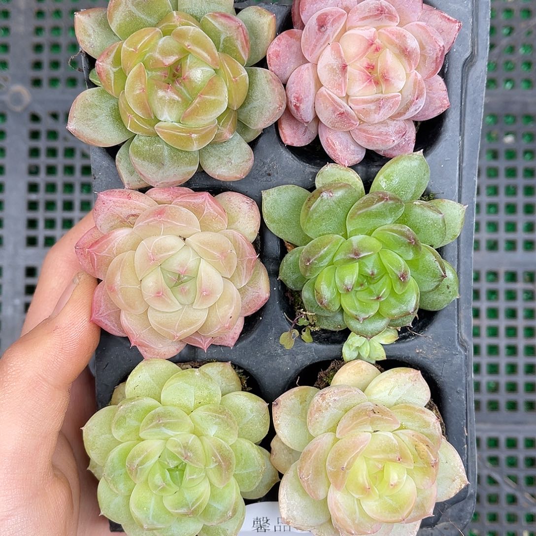 多肉一物一拍26-219