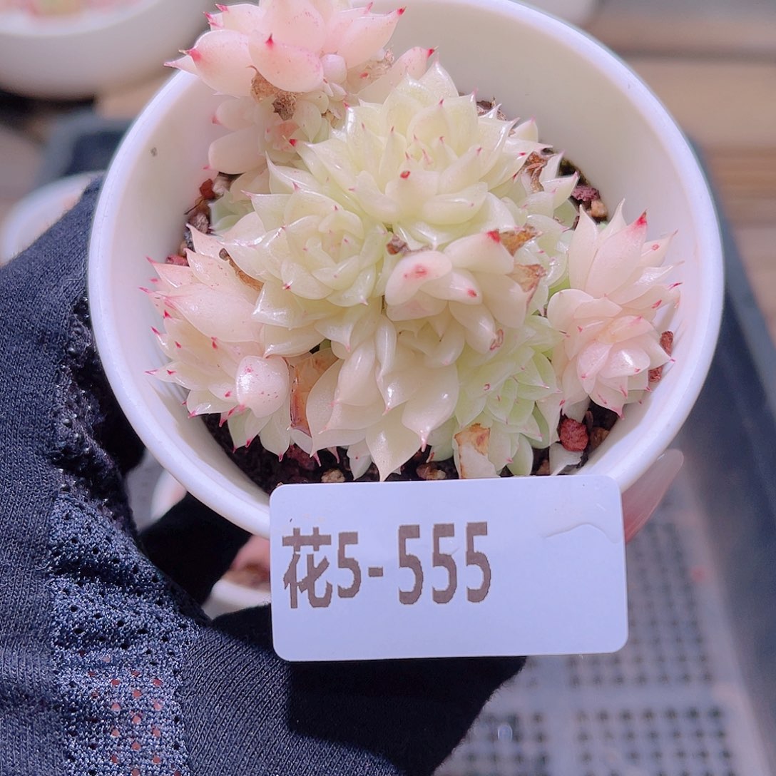 花利美5-555麦秆