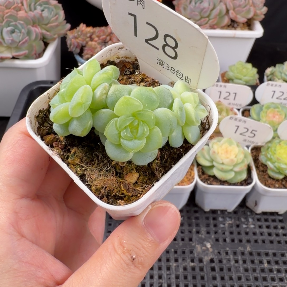 竹马甜心三头群128号
