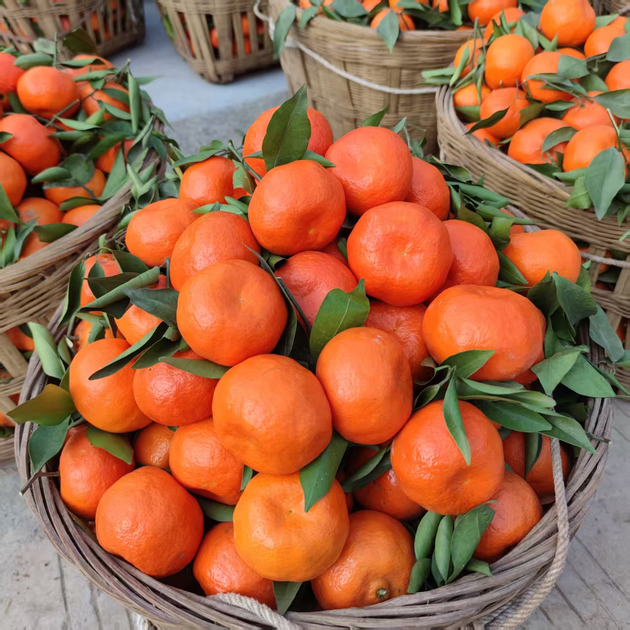 四川内江川红橘 道地陈皮原料 现摘现发果肉酸甜晒陈皮首选果