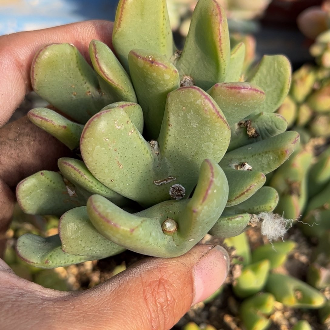 多肉植物111111111111111