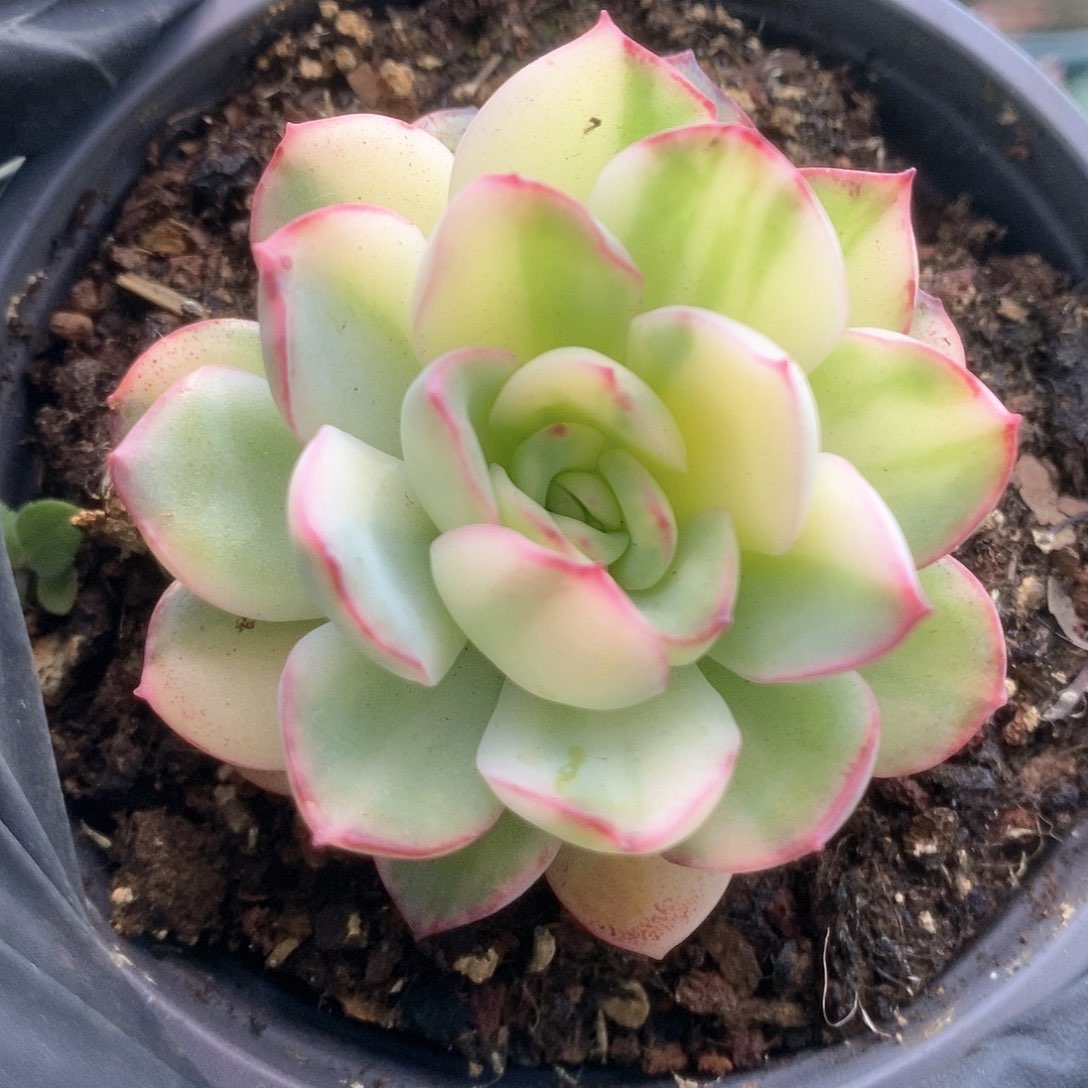 050雨燕座锦锦锦锦锦锦