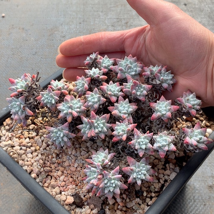 小韩菊福利出，2月8日发货