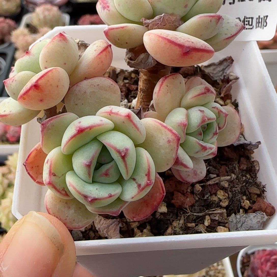 花语逸境0125-15香草