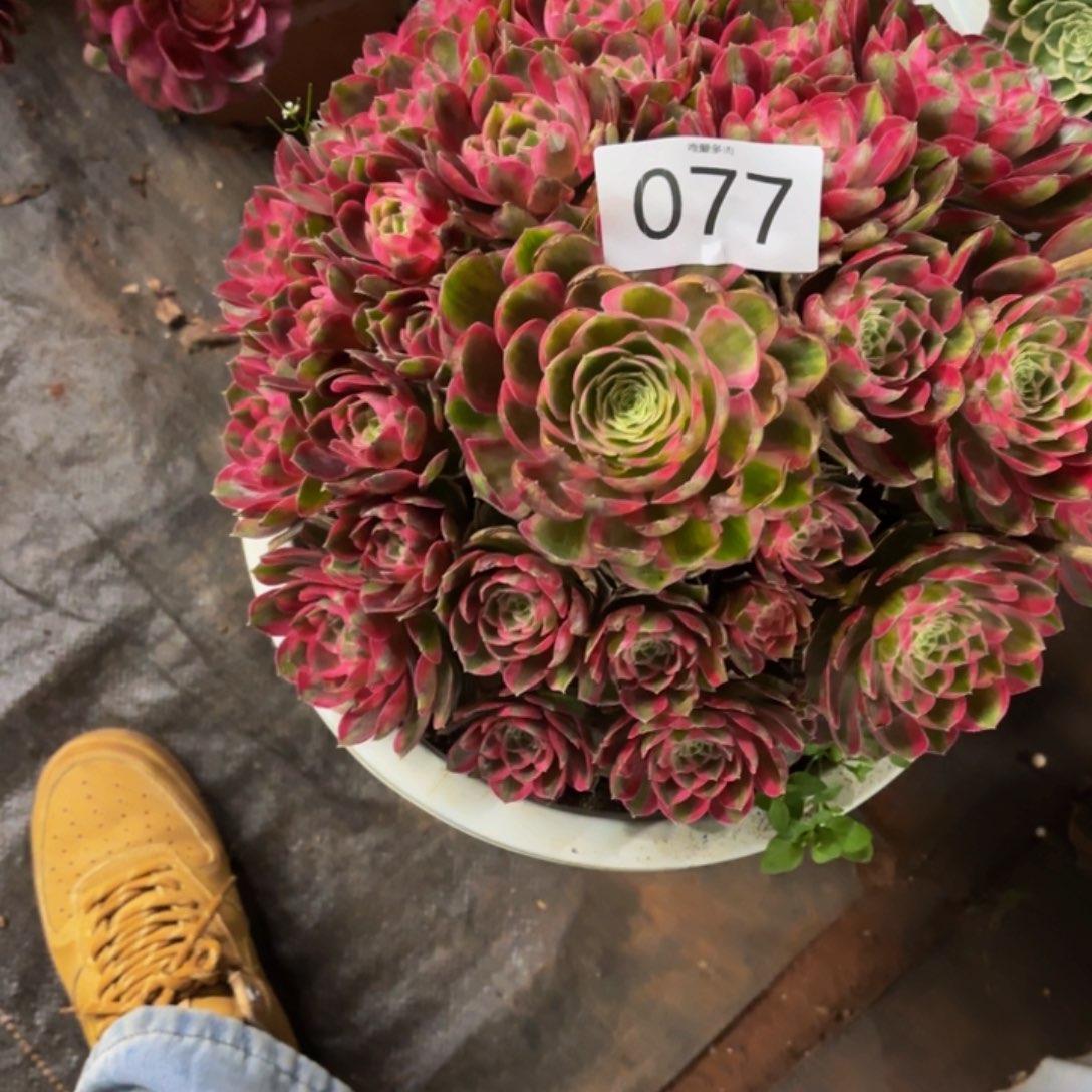 哈哈多肉葡萄福利077