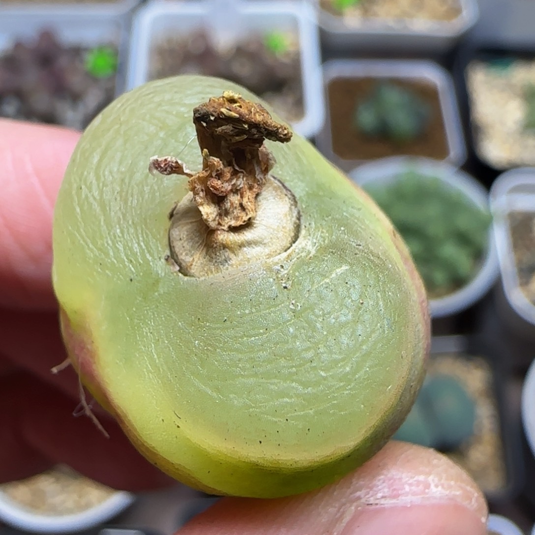 透窗漂亮多肉植物437