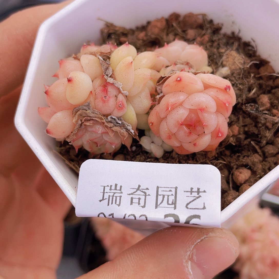 00000000000026一物一拍