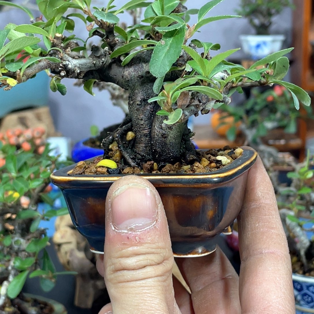 信***仰无花朵火棘老桩壹景盆