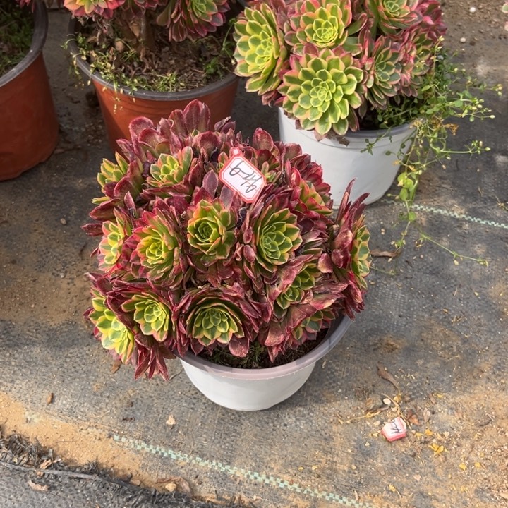 6-46朝霞朵朵多肉植物