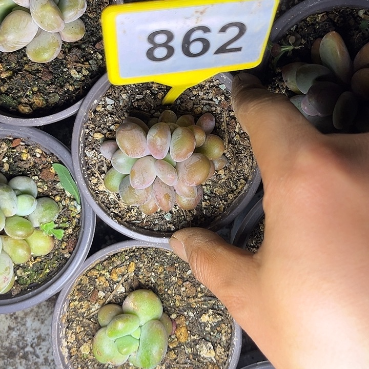 小***量多肉植物x系群862