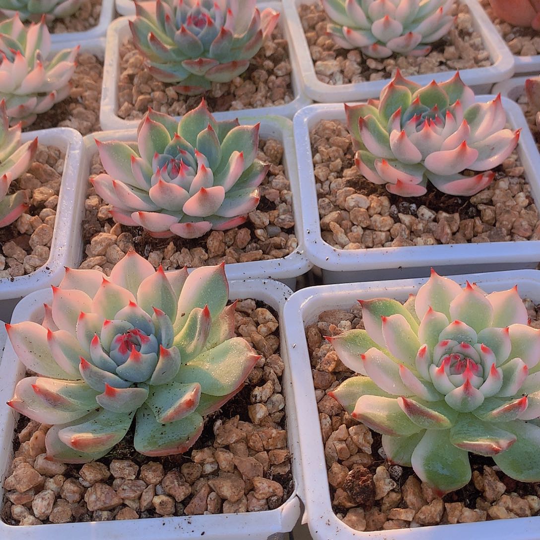 吉娃娃锦457789990000