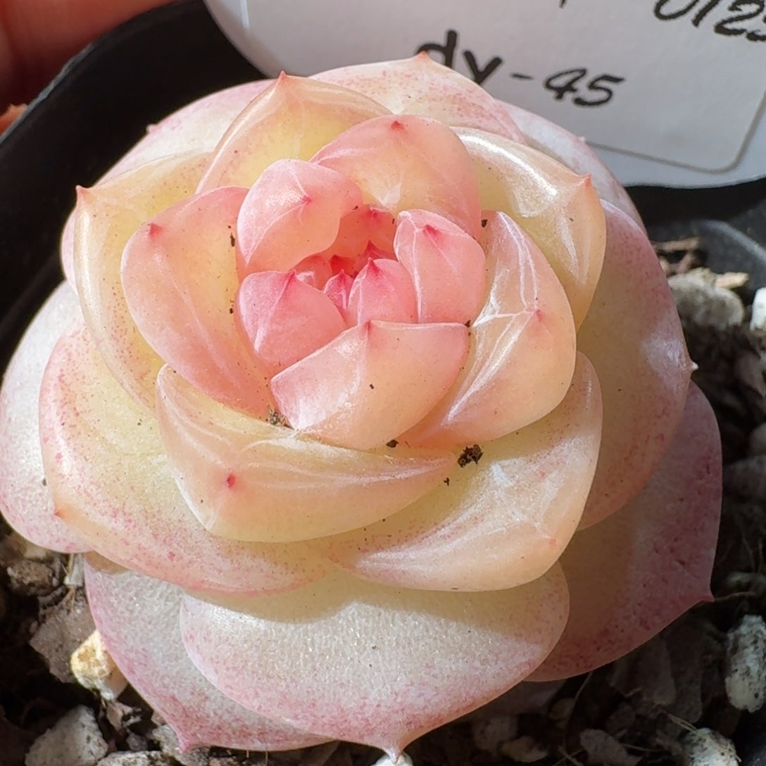 0125-春日桃桃单头-045