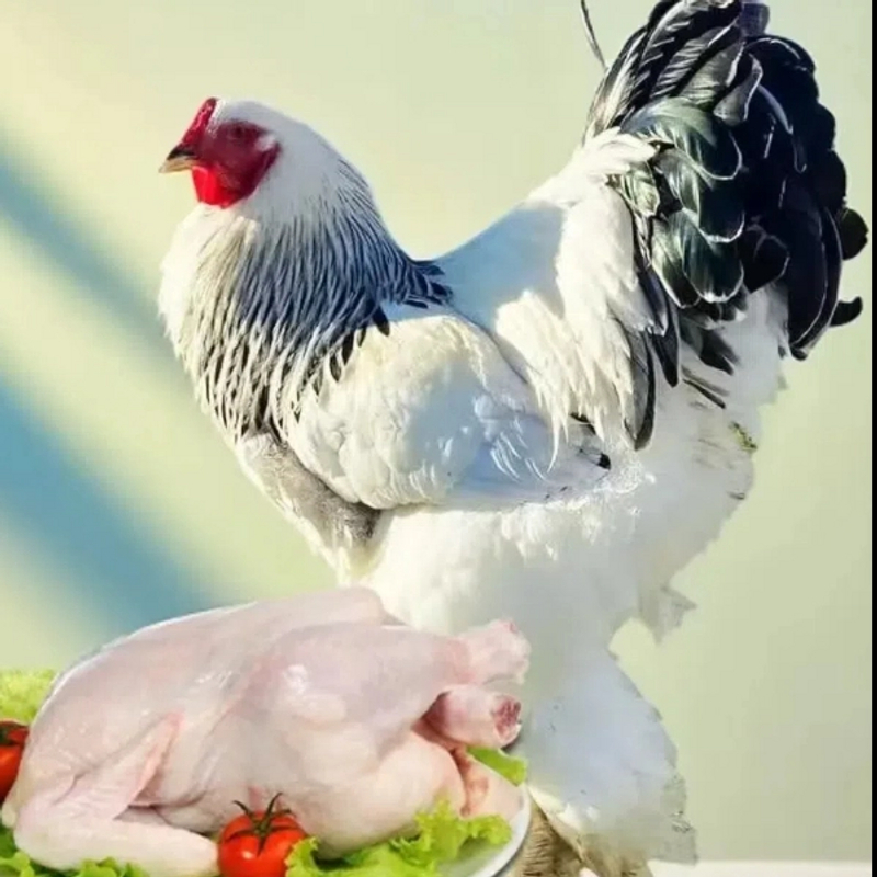 婆罗门肉鸡鸡肉鲜嫩美味可口脱温顺丰包邮