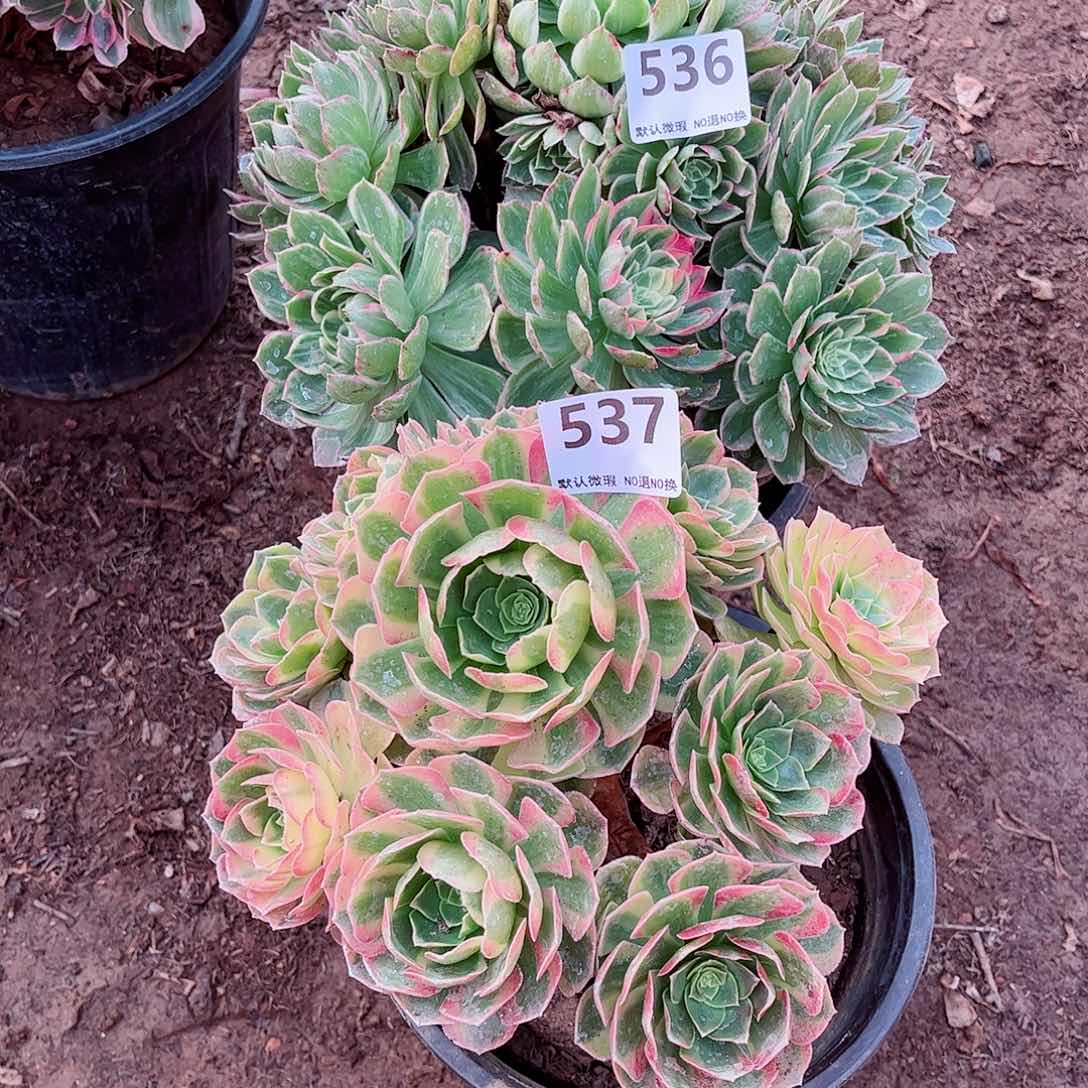 无花朵多肉植物组合536