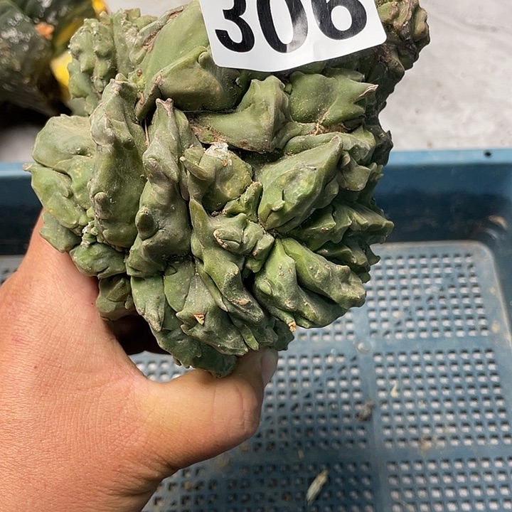 完全开放306悟空栾缀仙人球