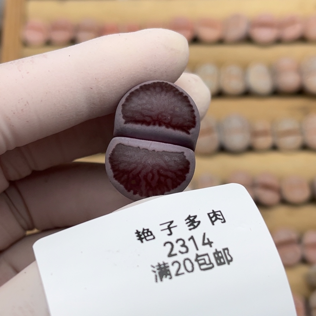 2314号一棵好看的紫菊发货