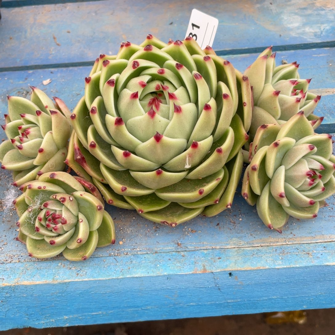 无花朵若如东云单拍D581