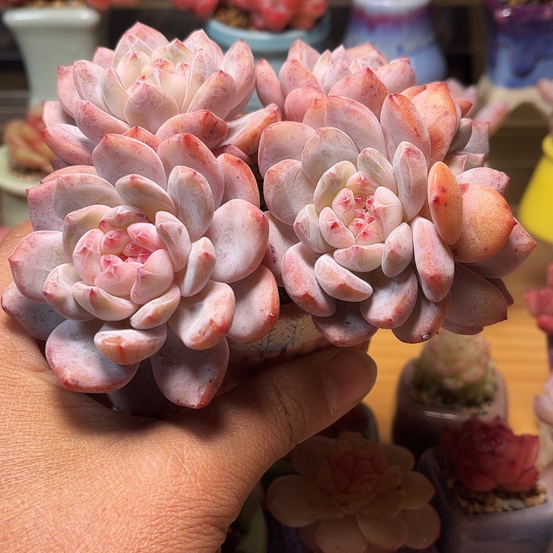 捌***所橙梦露含盆含土发货