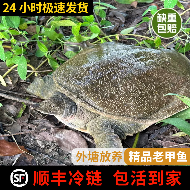 4只外塘甲鱼7一6斤青黄中华老鳖优质水产原生态顺丰冷链包邮到家