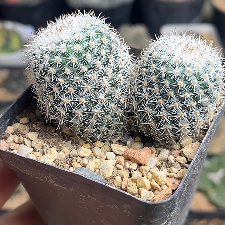 6.3公分输入种源双头实生敷岛丸