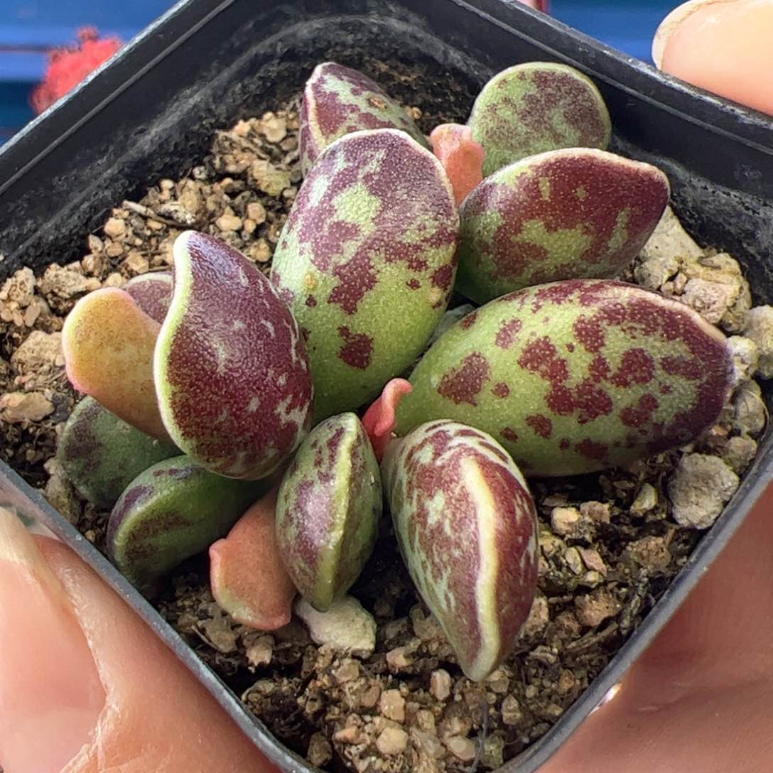 紫库博随机一棵