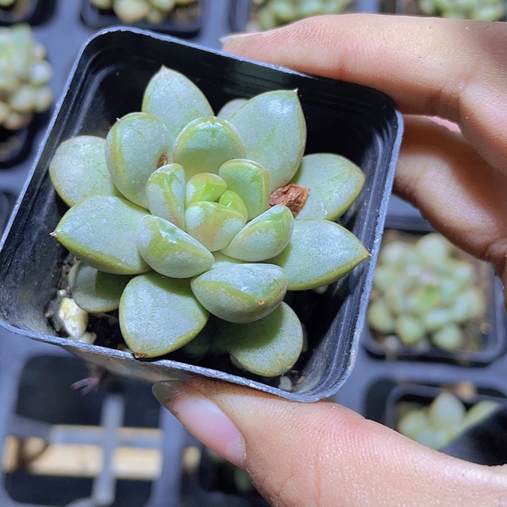 精品葡萄多肉植物