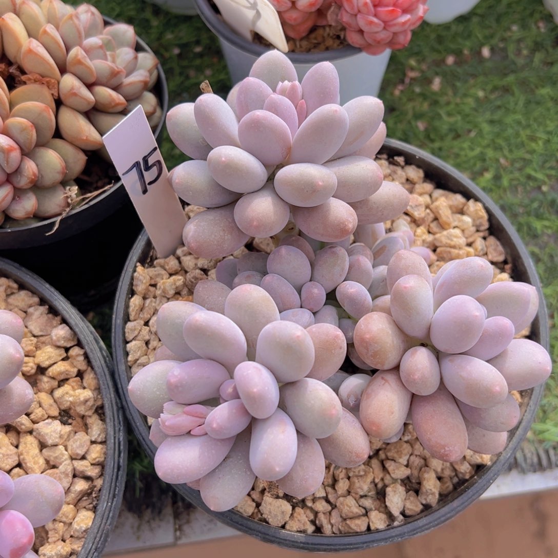 香玉的故事是一个人的